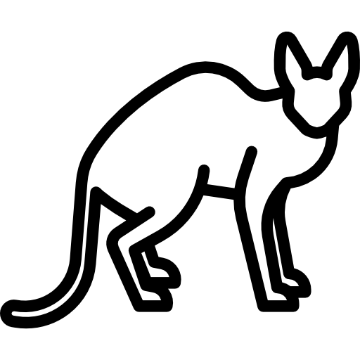 Feline Veterinarian in Dunedin, FL -  Internal Medicine